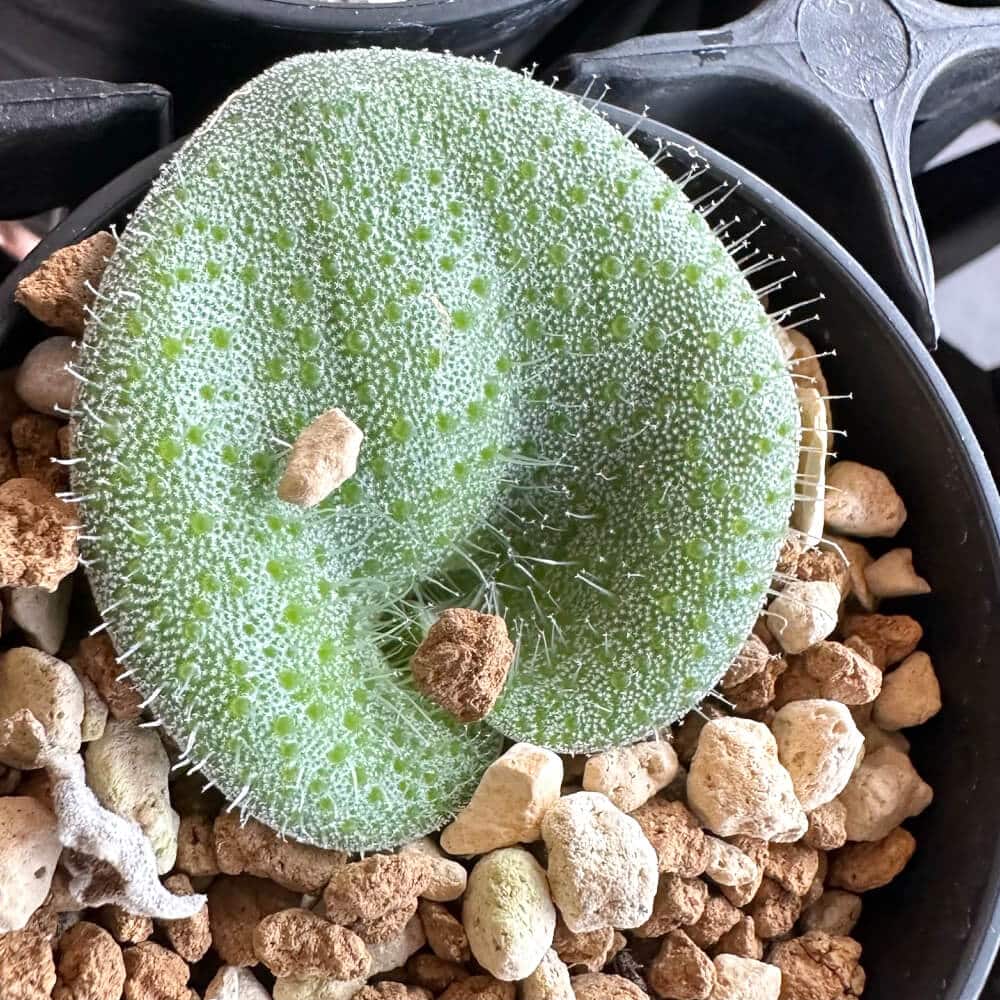 【種】ラケナリア・トリコフィラ [自家採種] (長毛) / Lachenalia trichophylla