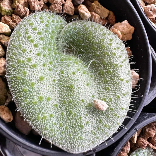 【種】ラケナリア・トリコフィラ [自家採種] (長毛) / Lachenalia trichophylla