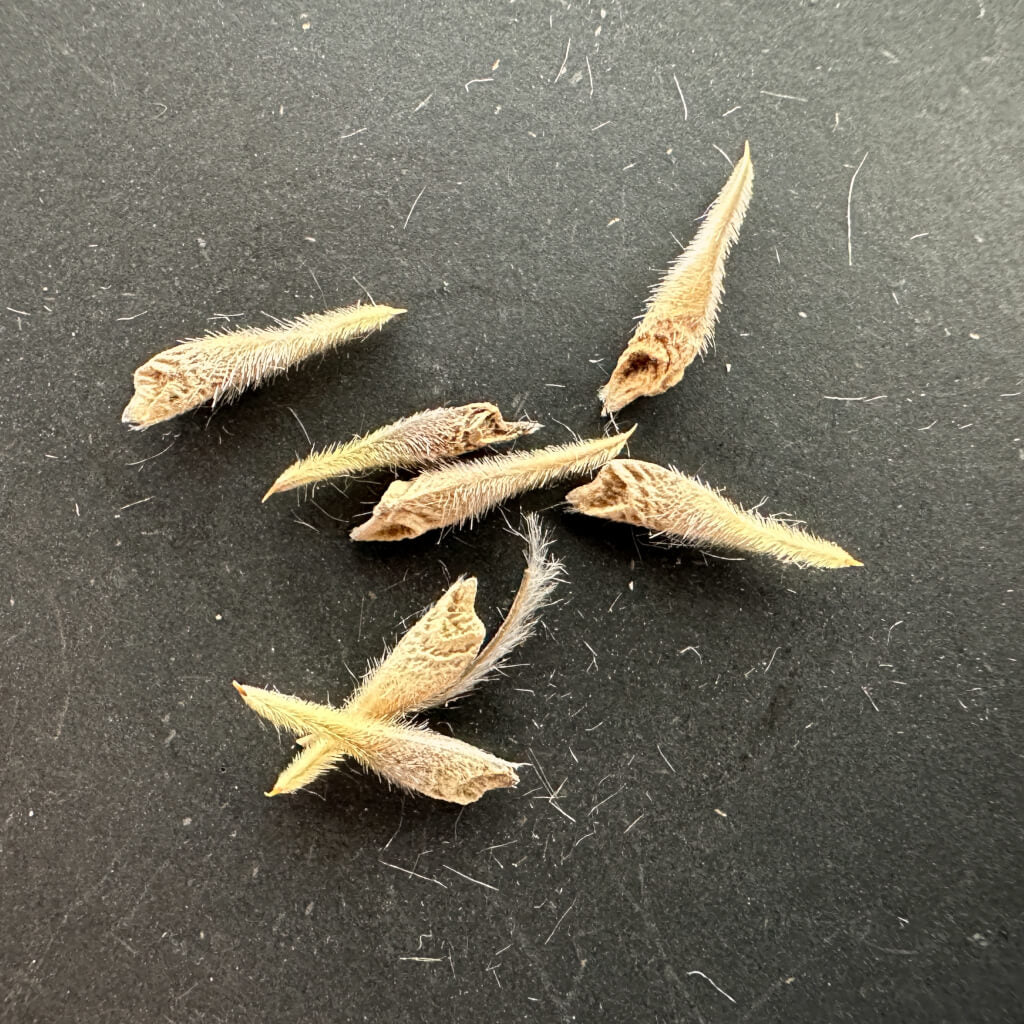 Monsonia crassicaule / モンソニア・クラシカウレ