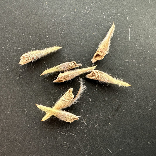 Monsonia crassicaule / モンソニア・クラシカウレ