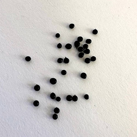 Massonia depressa / マッソニア・デプレッサ