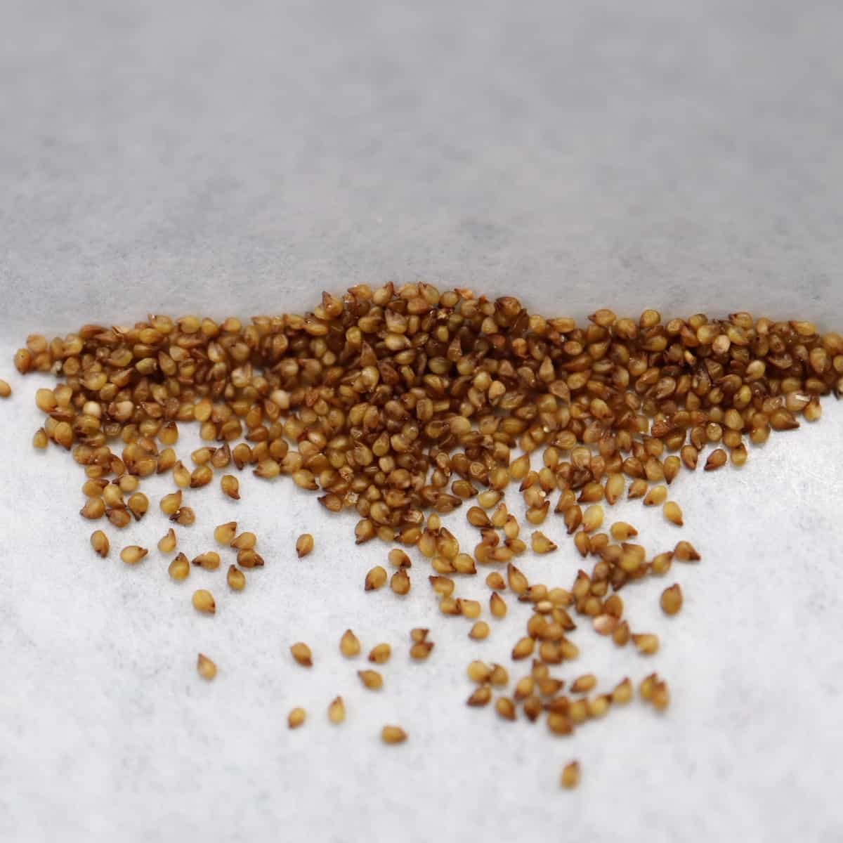 Monilaria moniliformis / モニラリア・モニリフォルミス