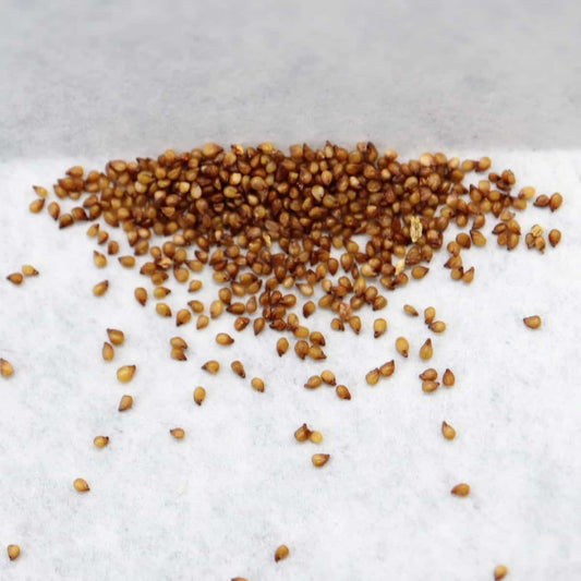 Monilaria pisiformis / モニラリア・ピシフォルミス