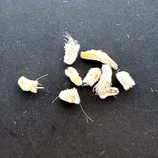 【種】オトンナ・アルボレッセンス/Othonna arborescens