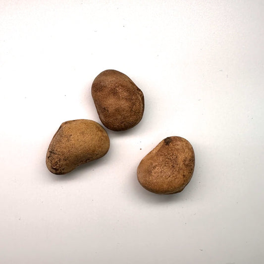 Odosicyos bosseri / オソシキオス・ボッセリー [野生採種]