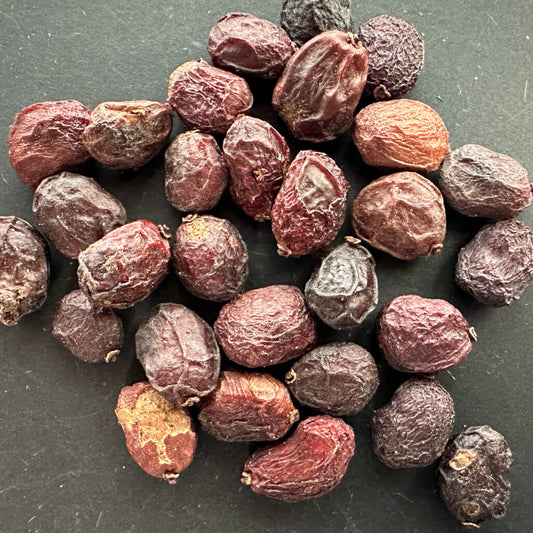 Operculicarya hirsutissima / オペルクリカリア・ヒルスティッシマ