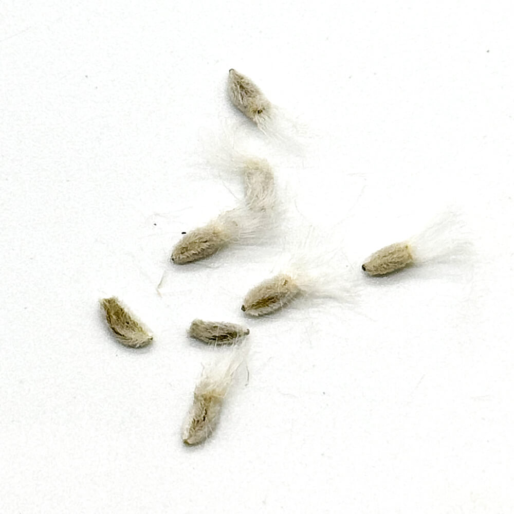 Othonna intermedia / オトンナ・インターメディア