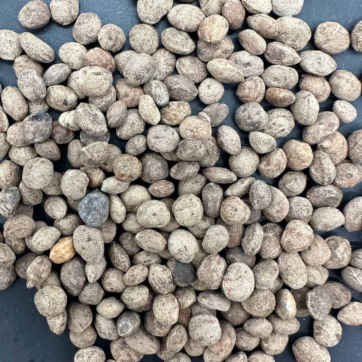 【種】オペルクリカリア・パキプス / Operculicarya pachypus