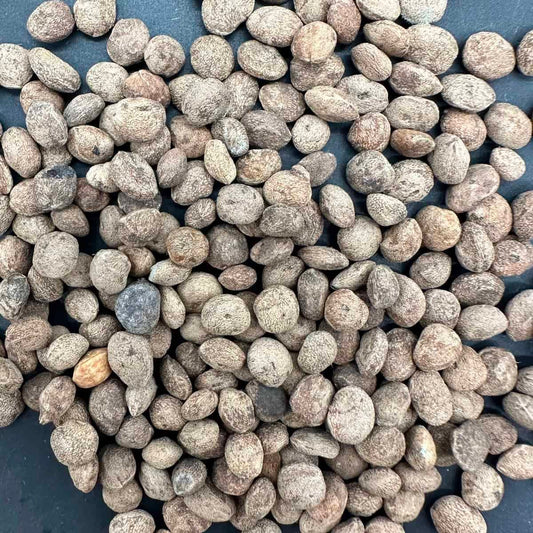 Operculicarya pachypus / オペルクリカリア・パキプス