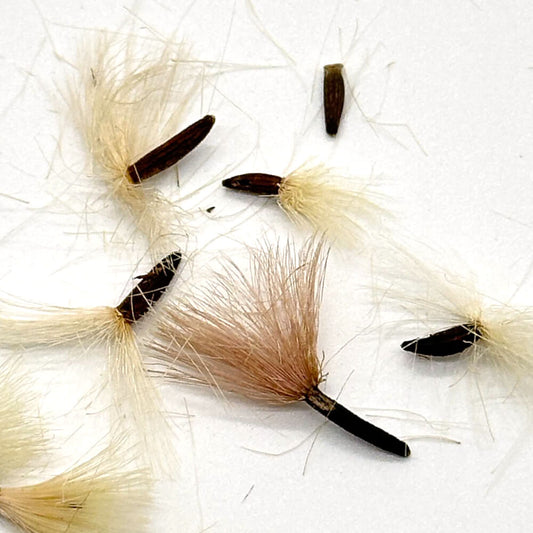 Othonna perfoliata / オトンナ・パーフォリアータ