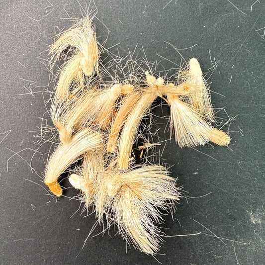 Othonna quercifolia / オトンナ・クエルシフォリア