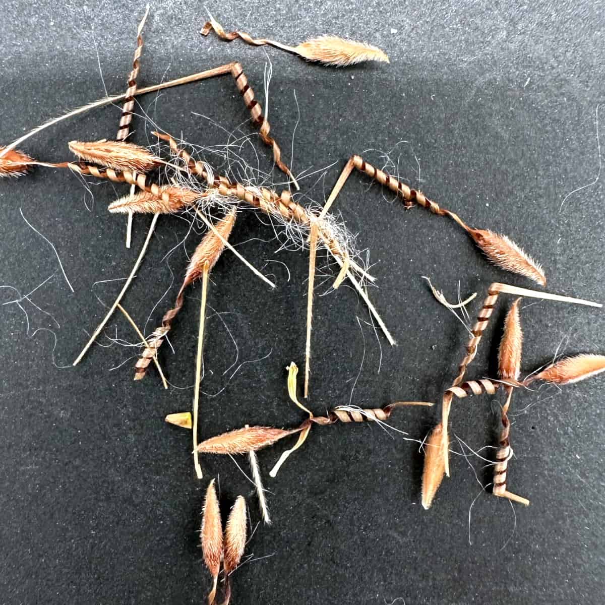 Pelargonium alternans / ぺラルゴニウム・アルテナンス