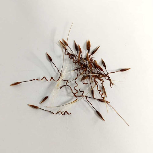 Pelargonium appendiculatum / ペラルゴニウム・アッペンディクラツム