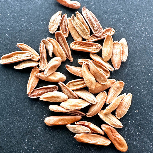 【種】パキポディウム・ビカラ [栽培採種] / Pachypodium bicolor