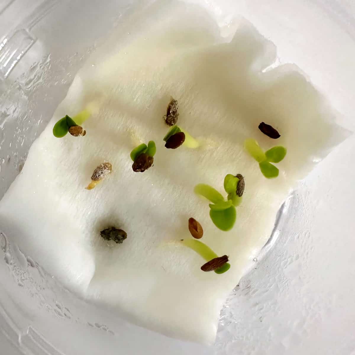 【種】パキポディウム・ビスピノーサム [現地採種] / Pachypodium bispinosum