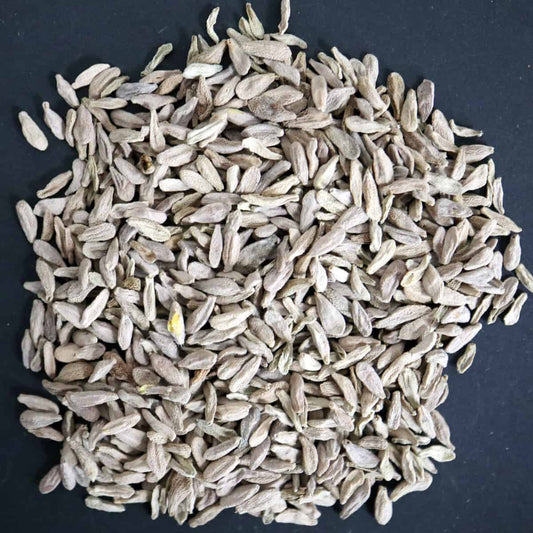 Pachypodium bispinosum / パキポディウム・ビスピノーサム [現地採種]