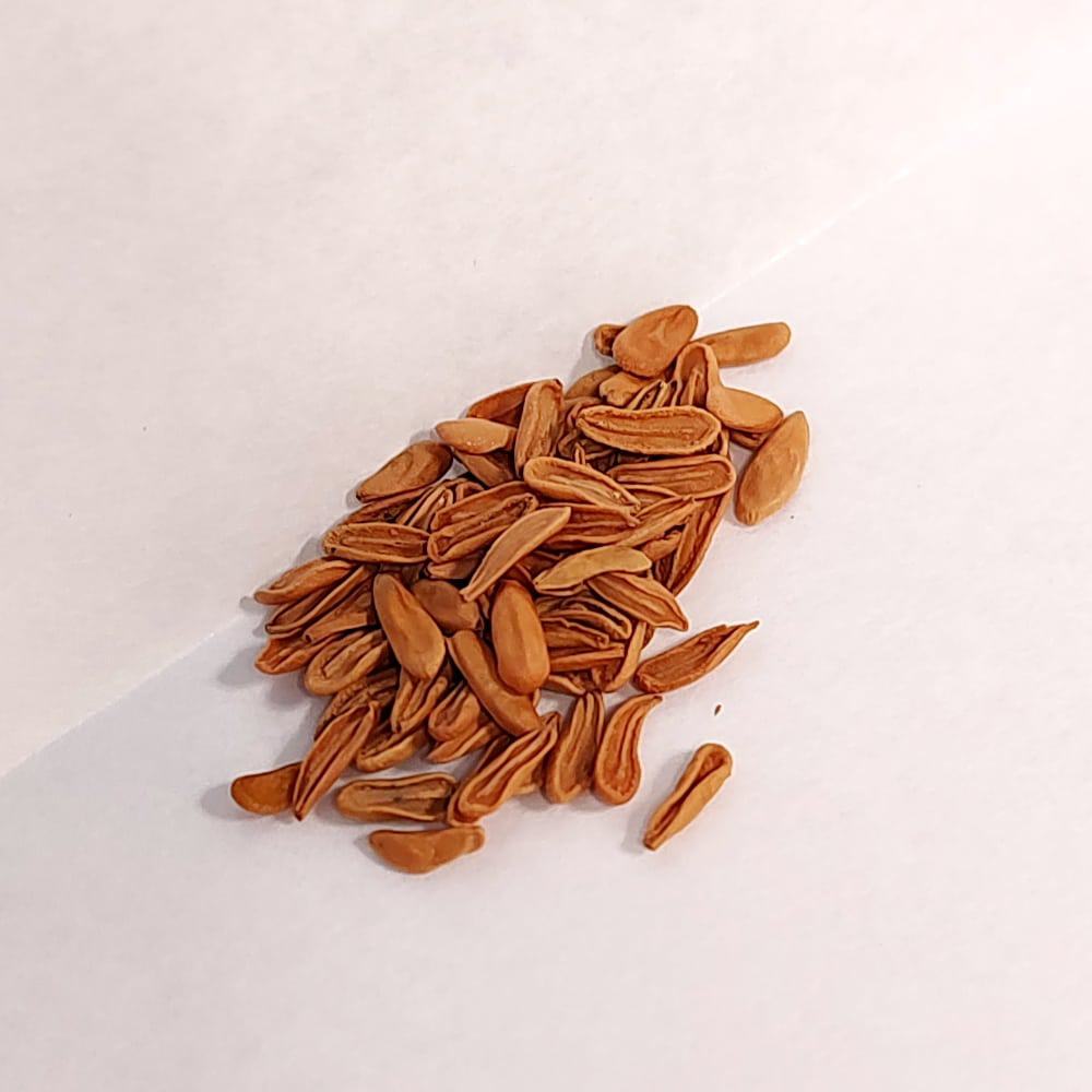 Pachypodium brevicaule leucoxanthum / パキポディウム・ブレビカウレ 白花 恵比寿笑い (白花)