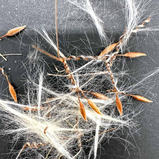 【種】ペラルゴニウム・カルノーサム / Pelargonium carnosum