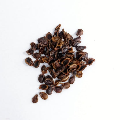 Pseudolithos cubiforme / プセウドリトス・クビフォルメ [栽培採種]