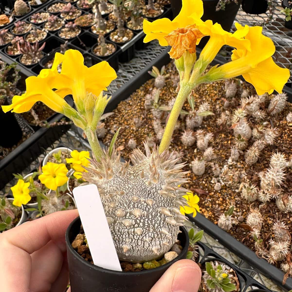 Pachypodium densicaule / パキポディウム・デンシカウレ [自家採種] ( 恵比寿大黒 自家2025)