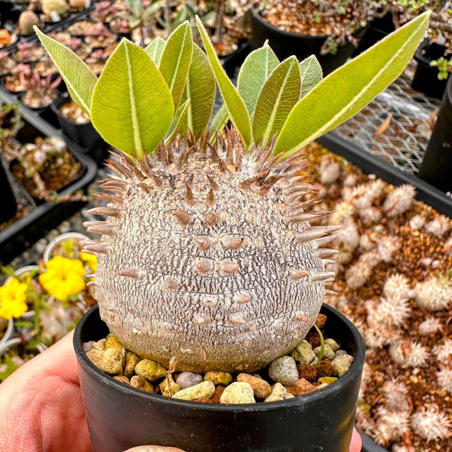 Pachypodium densicaule / パキポディウム・デンシカウレ [自家採種] ( 恵比寿大黒 自家2025)