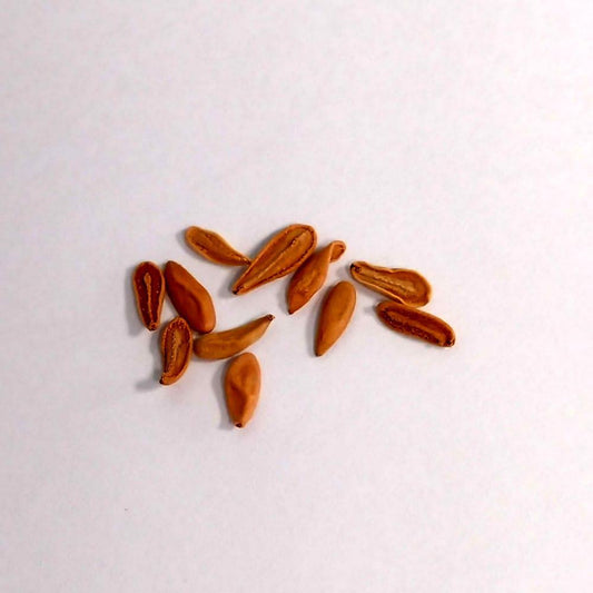 Pachypodium densiflorum / パキポディウム・デンシフローラム シバ女王の玉櫛