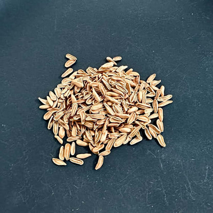 【種】パキポディウム・エブレネウム / Pachypodium eburneum