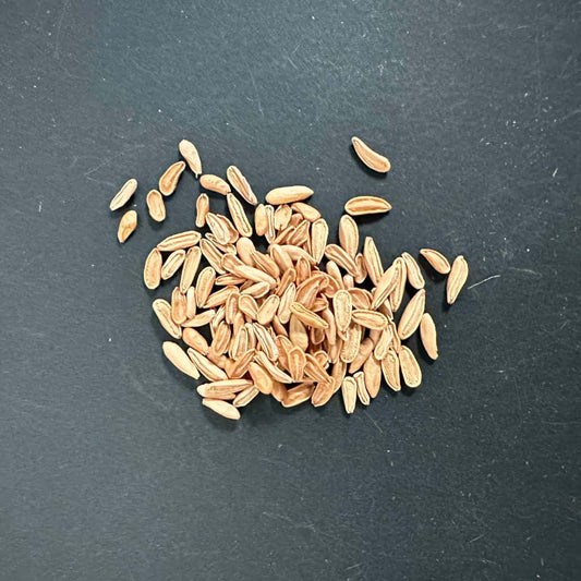 Pachypodium eburneum beige / パキポディウム・エブレネウム ベージュ花 [栽培採種] (ベージュ花)