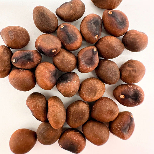 Pseudobombax ellipticum album / プセウドボンバックス・エリプティクム・アルバム