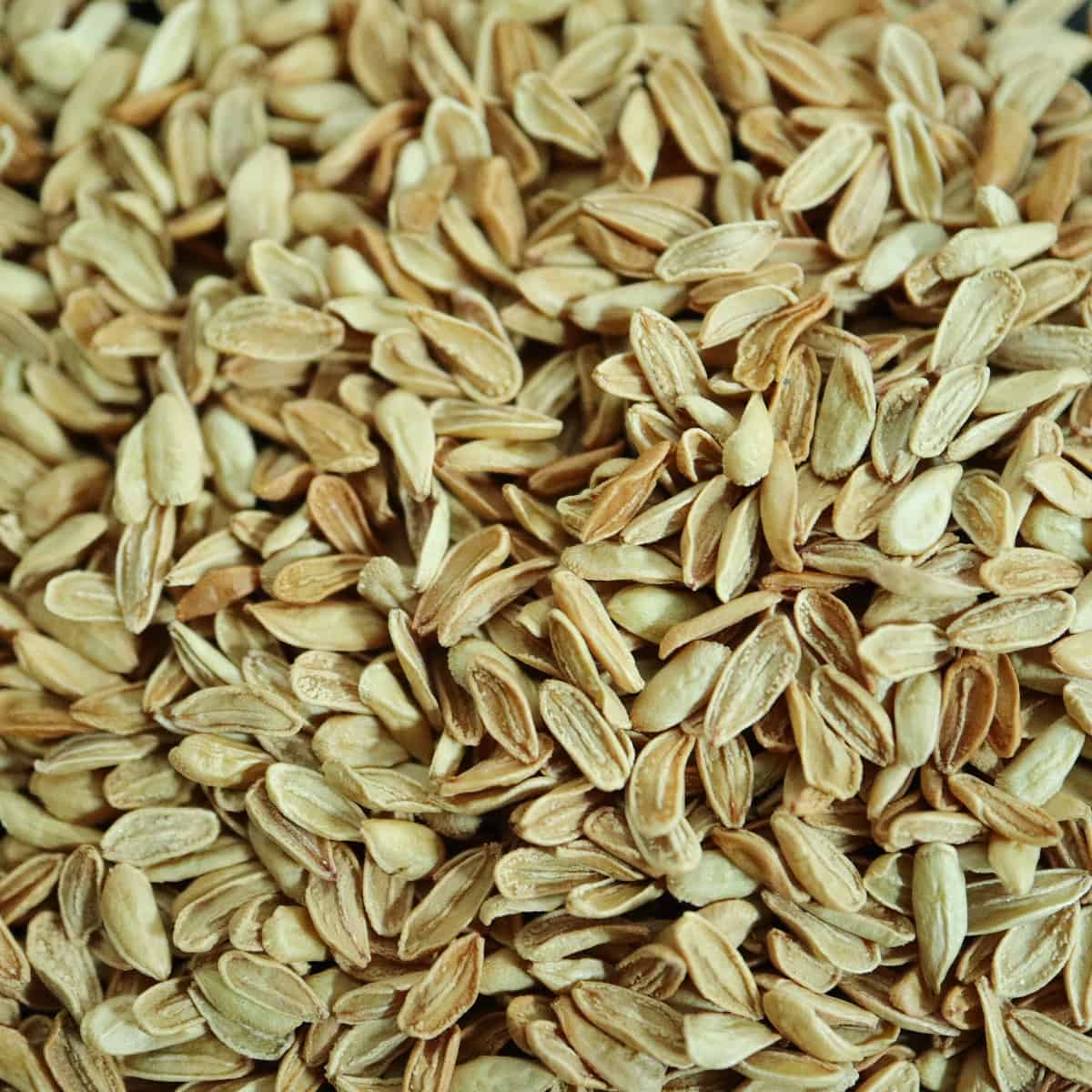 Pachypodium enigmaticum / パキポディウム・エニグマチカム [現地採種]