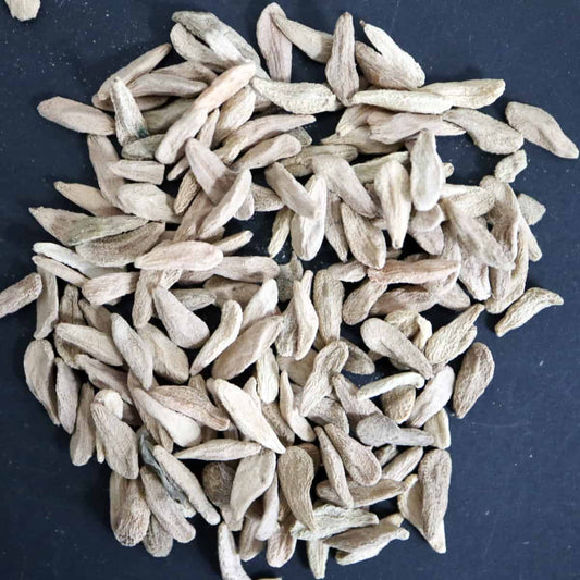 Pachypodium geayi / パキポディウム・ゲアイー 亜阿相界