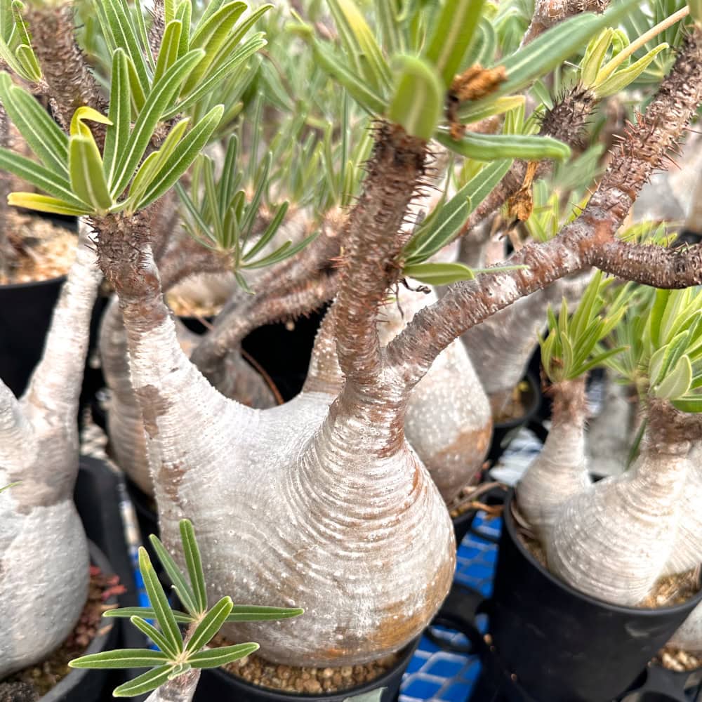 Pachypodium gracilius / パキポディウム・グラキリス [選抜採種] ( 現地株 自家2025)