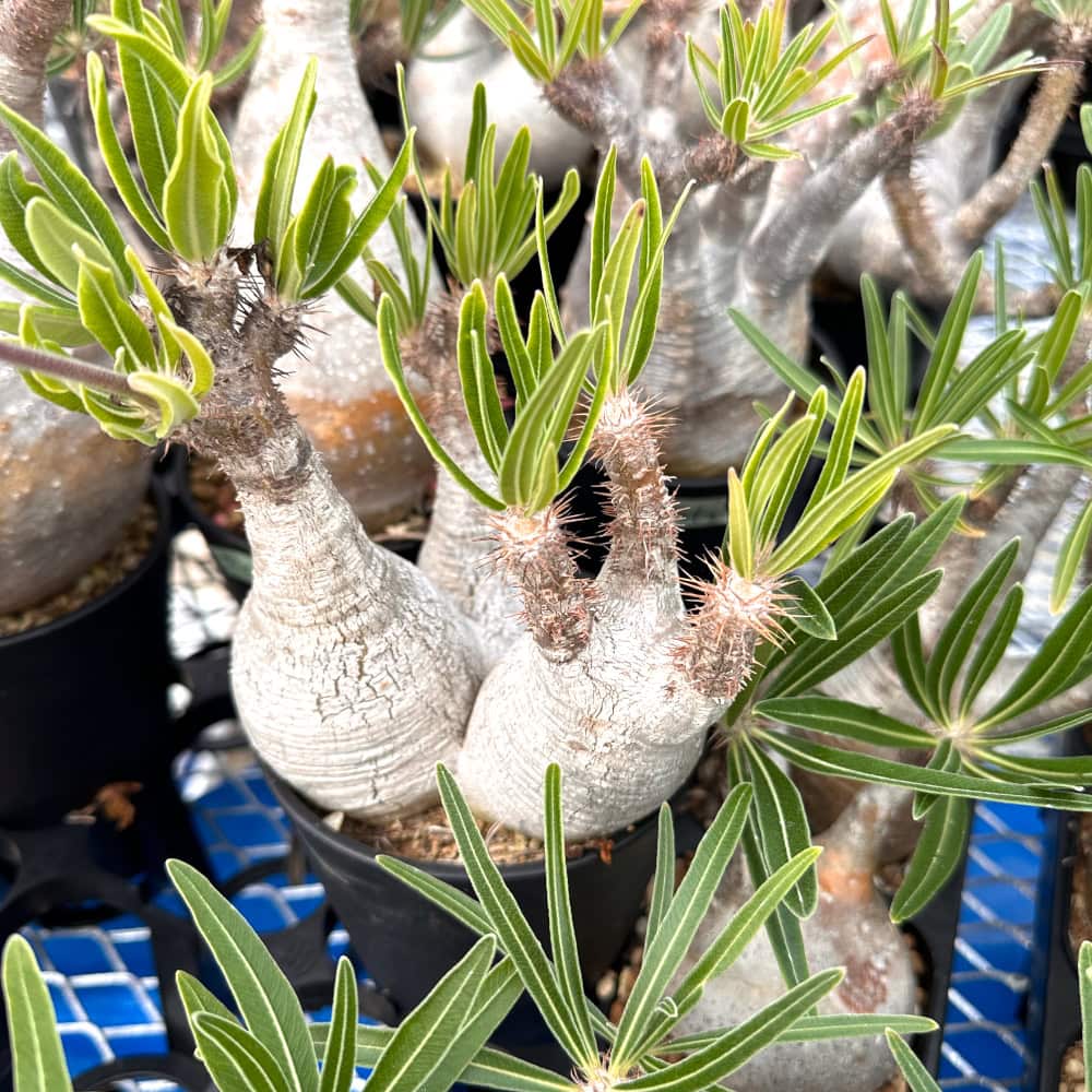 Pachypodium gracilius / パキポディウム・グラキリス [選抜採種] ( 現地株 自家2025)