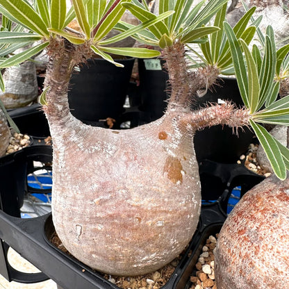 Pachypodium gracilius / パキポディウム・グラキリス [選抜採種] ( 現地株 自家2025)