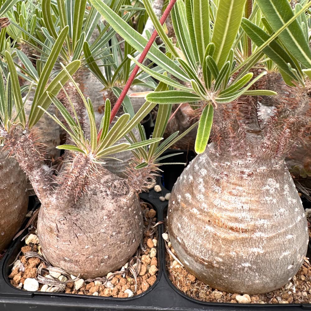 パキポディウム・グラキリス L（Pachypodium gracilius） Pachypodium Gracilius【パキポディウム・グラキリス・実生】 | RIMO'S
