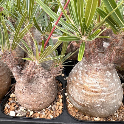 Pachypodium gracilius / パキポディウム・グラキリス [選抜採種] ( 現地株 自家2025)