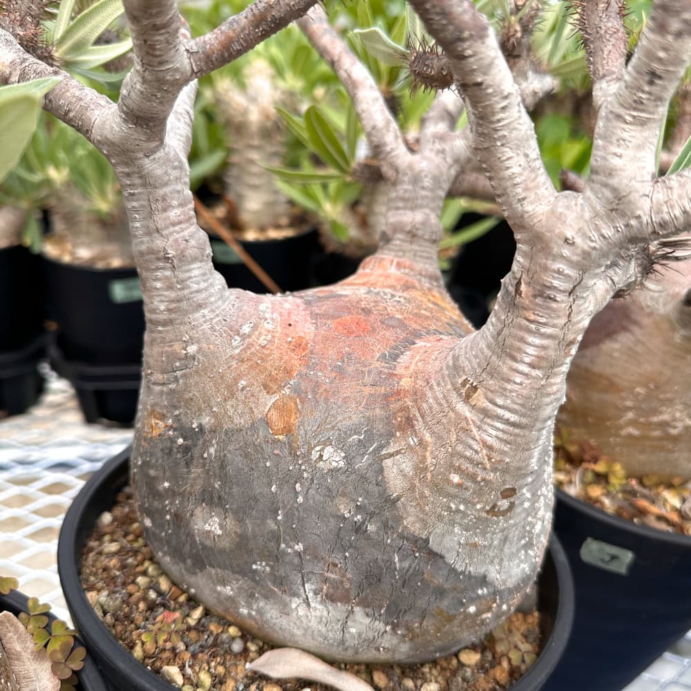 Pachypodium gracilius / パキポディウム・グラキリス [選抜採種] ( 現地株 自家2025)