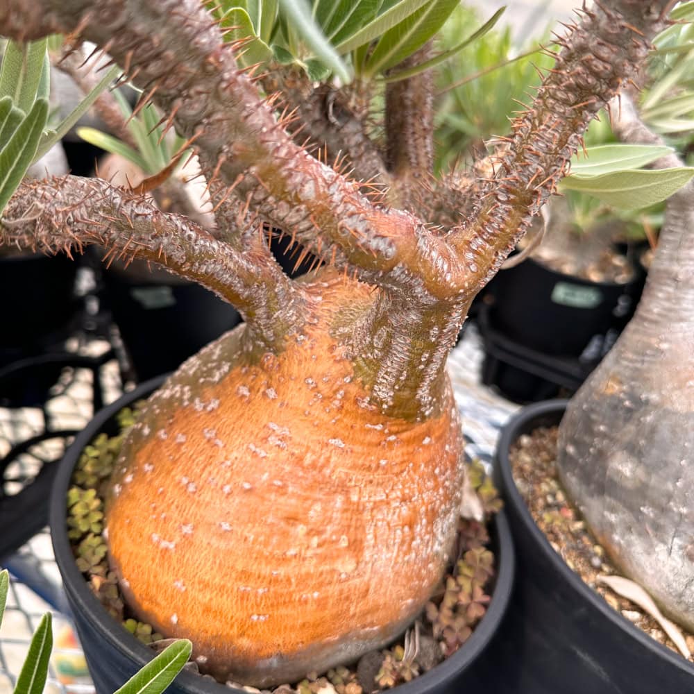 Pachypodium gracilius / パキポディウム・グラキリス [選抜採種] ( 現地株 自家2025)