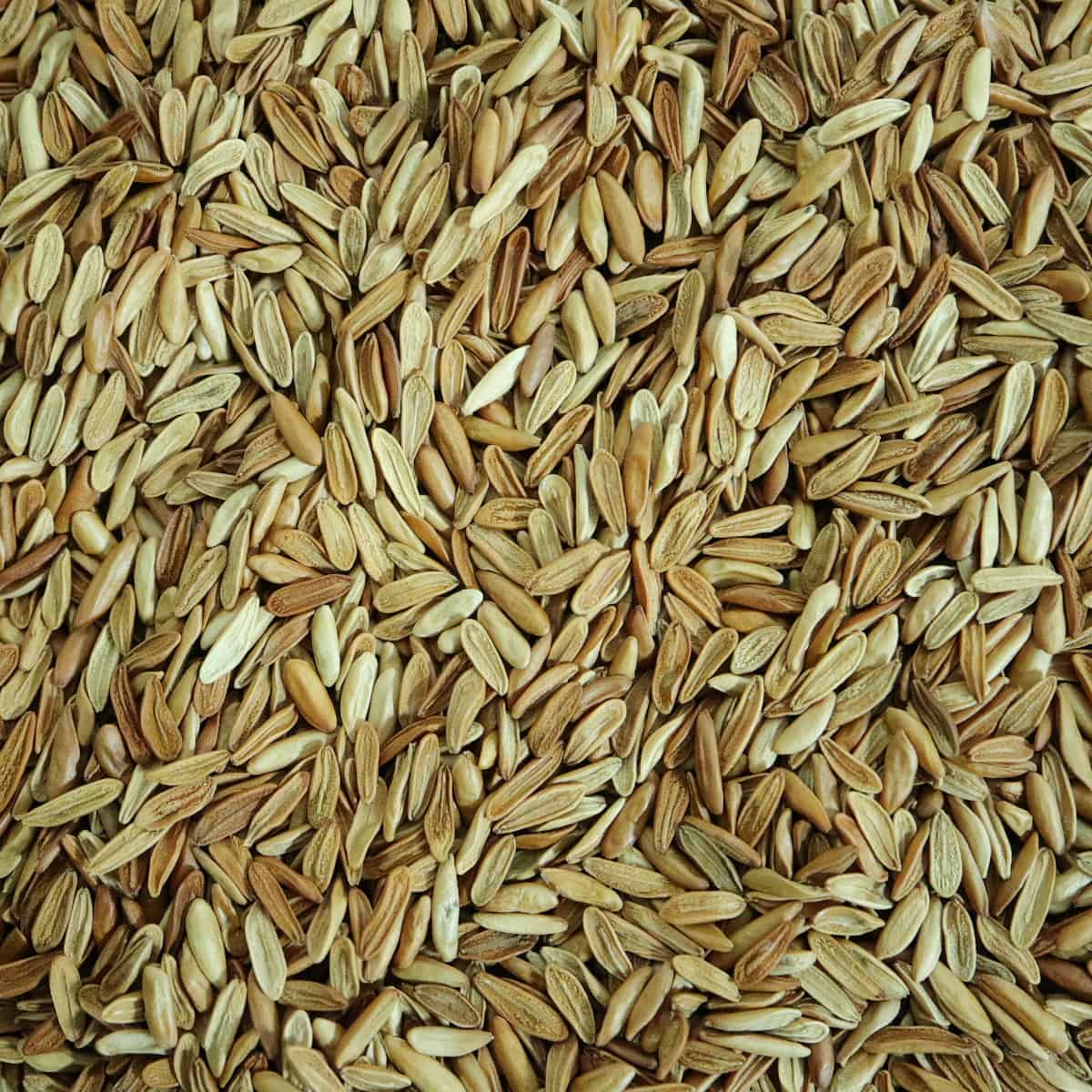 Pachypodium gracilius / パキポディウム・グラキリス 象牙宮