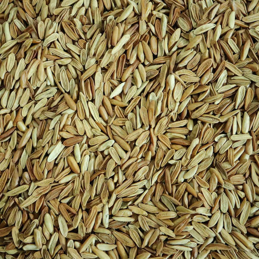 Pachypodium gracilius / パキポディウム・グラキリス 象牙宮