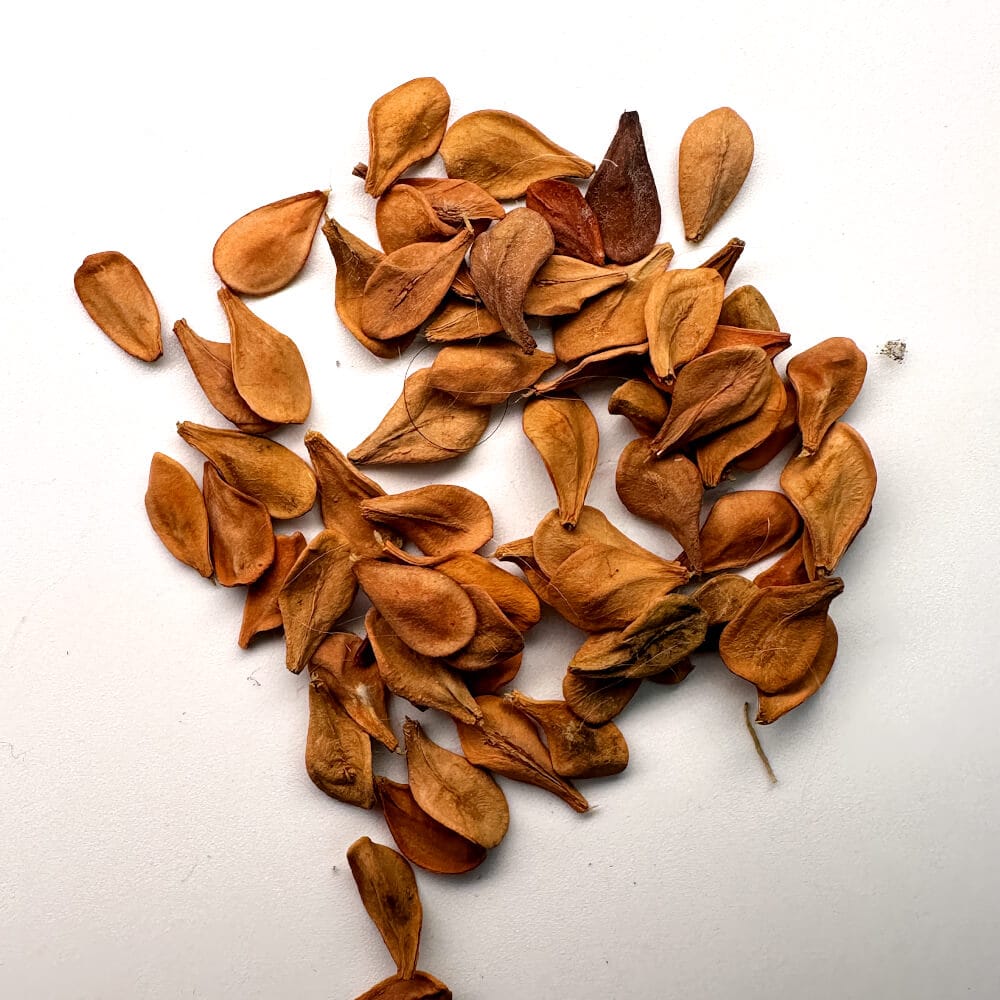 Pachypodium lealii / パキポディウム・レアリー [現地採種]