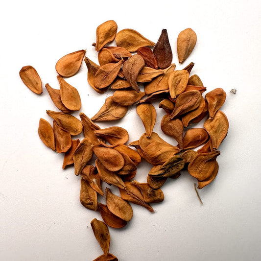 Pachypodium lealii / パキポディウム・レアリー [現地採種]