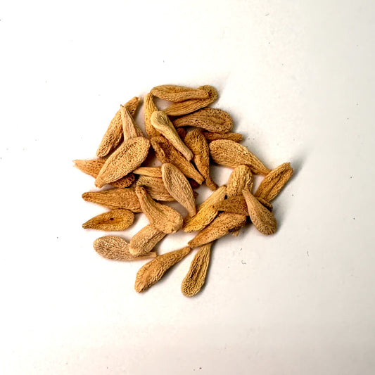 Pachypodium menabeum / パキポディウム・メナベウム