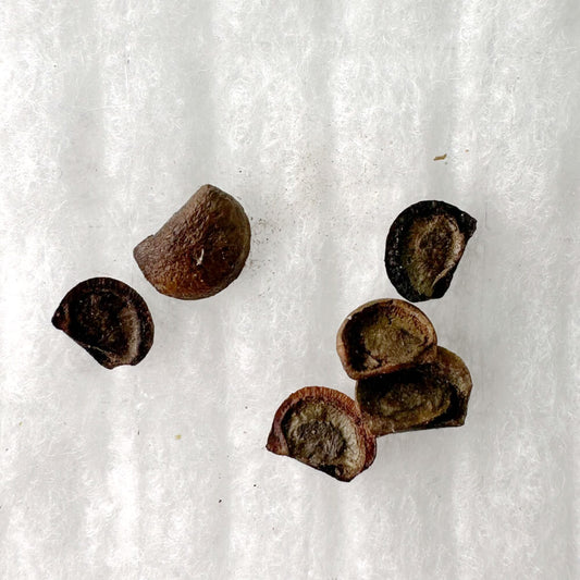 Phyllanthus mirabilis / フィランサス・ミラビリス