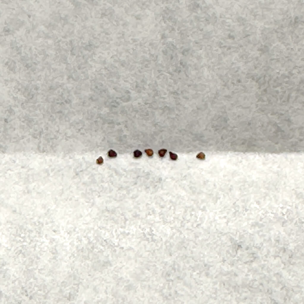 Portulaca monanthoides / ポーチュラカ・モナントイデス [栽培採種]