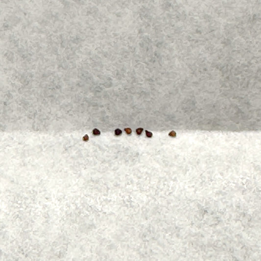 Portulaca monanthoides / ポーチュラカ・モナントイデス [栽培採種]