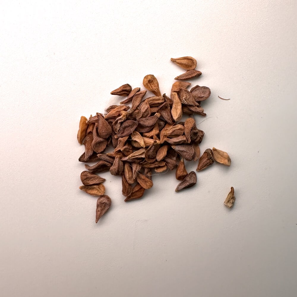 【種】パキポディウム・ナマクアナム 光堂 [現地採種] / Pachypodium namaquanum