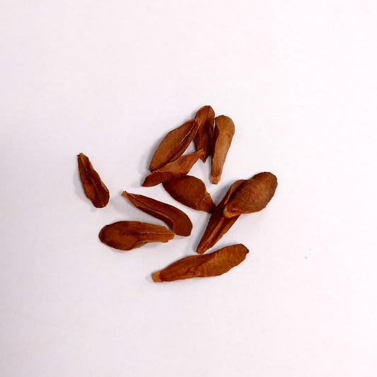 Petopentia natalensis / ペトペンチア・ナタレンシス