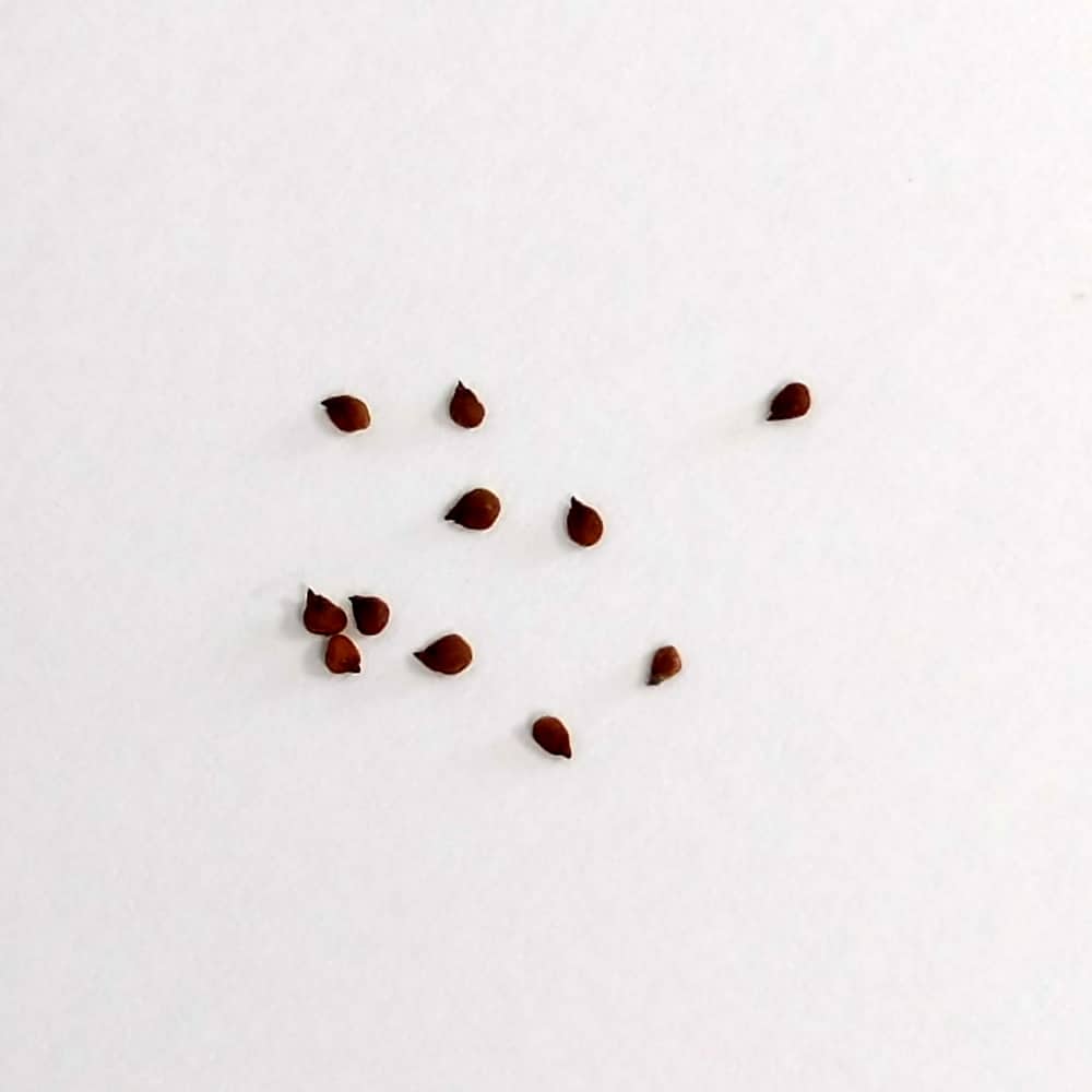 Pleiospilos nelii Royalflush / プレイオスピロス・ネリー ロイヤルフラッシュ 紫帝玉