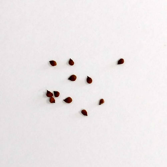 Pleiospilos nelii Royalflush / プレイオスピロス・ネリー ロイヤルフラッシュ 紫帝玉